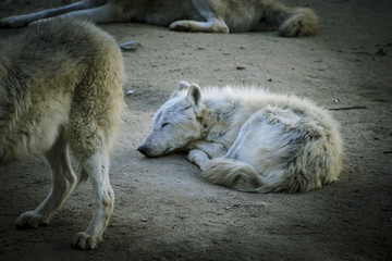 Predator, white wolf resting in the sun beautiful coat