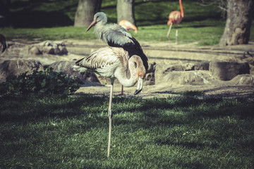 Flamingo portrait from ZOO