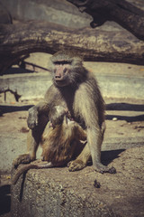 Fototapeta premium Baboon (Papio hamadryas ursinus)