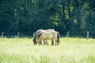 Obraz premium Horses on a grassland 