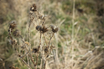Dry brown grass in autumn field closeup