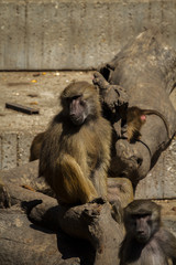 Baboon (Papio hamadryas ursinus)