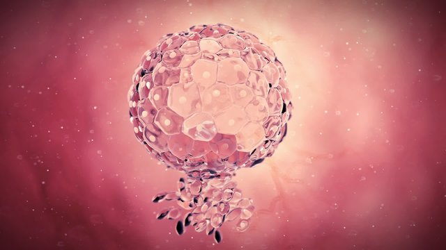 medical 3d animation of a blastocyst