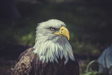 Obraz premium American Bald Eagle (Haliaeetus leucocephalus)