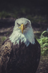 American Bald Eagle (Haliaeetus leucocephalus)
