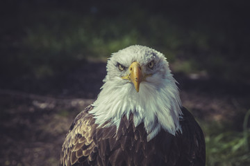 American Bald Eagle (Haliaeetus leucocephalus)