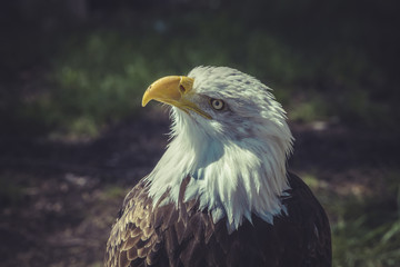 American Bald Eagle (Haliaeetus leucocephalus)