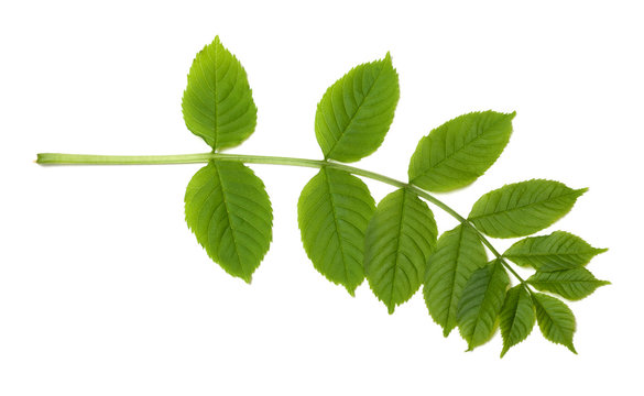 Green sorbus leaves