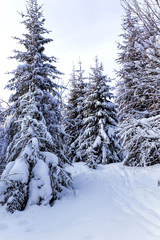 Naklejka premium Spruce forest in winter. Winter landscape