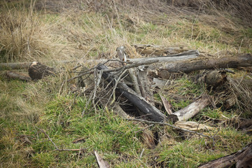 Dry old logs & sticks in autumn field closeup