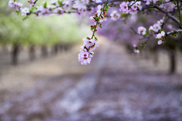 Almond branch blossoming