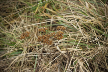 Dry brown grass in autumn field closeup