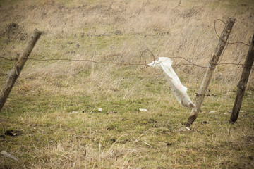 Fototapeta premium White cloth piece hanging from barbed wire fence