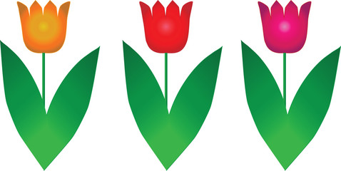 Red, yellow, pink tulips