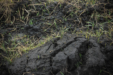 Black dirt ground soil with grass closeup