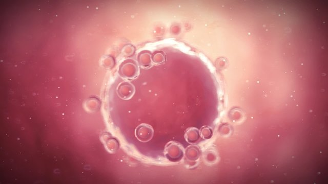 medical 3d animation of a human egg cell