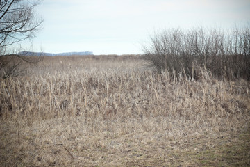 Autumn dry grass & forest field