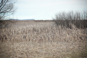 Autumn dry grass & forest field