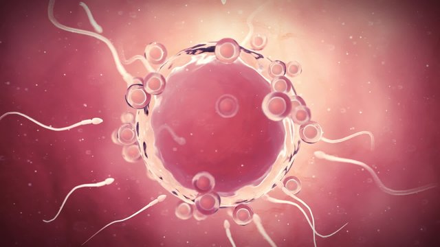 medical 3d animation of an egg cell and sperms