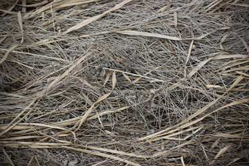 Dry brown grass in autumn field closeup