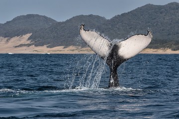 humpback whale diving south africa