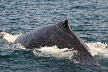 Fototapeta premium humpback whale diving near st lucia south africa