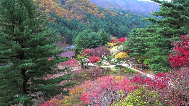 Autumn in The Garden of Morning Calm. Gapyeong, 