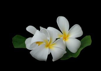 White plumeria on black background