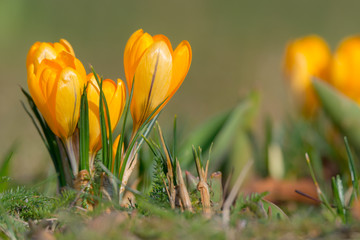 Gelbe Krokusse im Frühling
