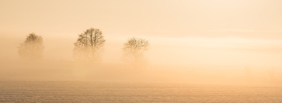 B&auml;ume im Nebel zum Sonnenaufgang - Hintergrund Panorama