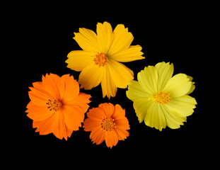 beautiful  flower isolated on black background