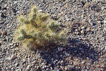 Top of cholla cactus in California desert. USA.
