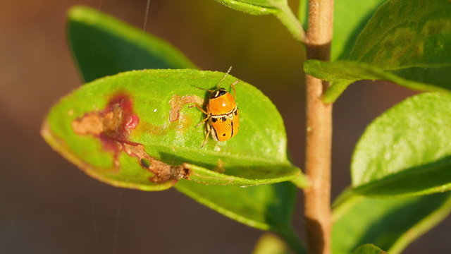 4K Case-bearing Leaf Beetle (Griburius larvatus) 2