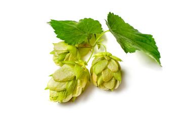 Hop plant