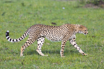 A cheetah (Acinonyx jubatus) on the Masai Mara National Reserve