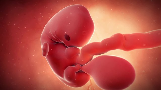 medical 3d animation of a fetus - week 7