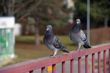 Pigeons