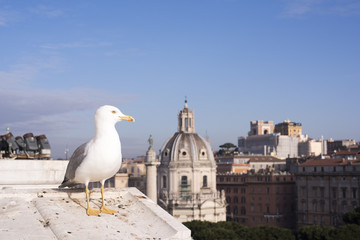 Seagull with background of view from Altare della Patria of the Roman Forum.