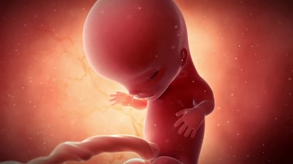 medical 3d animation of a fetus - week 11