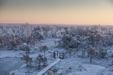 Frosty morning at forest. Landscape with the frozen plants, trees and water. Kemeri National park in Latvia