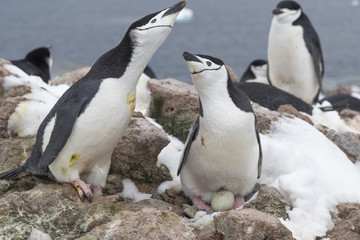 Fototapeta na wymiar Chinstrap penguins, Antarctica.