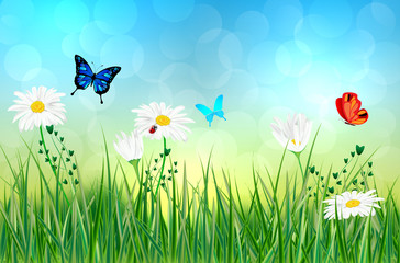 Spring meadow with daisy flowers and butterflies