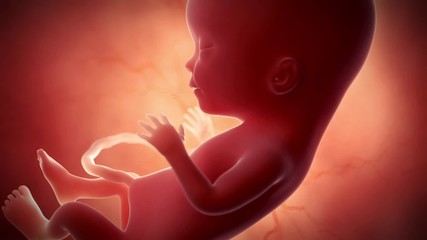 medical 3d animation of a fetus - week 15