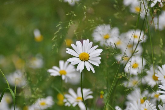 Fototapeta Margarite auf der Blumenwiese