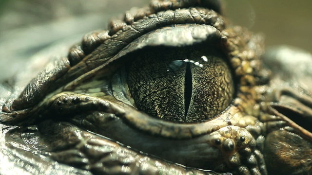 Alligator Eye Closeup