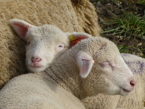Two lambs resting on the flanks of their mother in the early spring sunshine