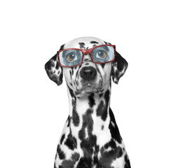 dog wears glasses. he has very poor eyesight