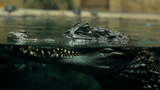 crocodile under water large reptile 