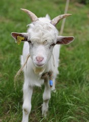 jeune bouc en gros plan