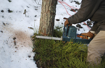 Men's hands hold the saw. I cut down a tree in the forest.